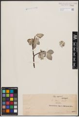 Foto von Salix caprea L.